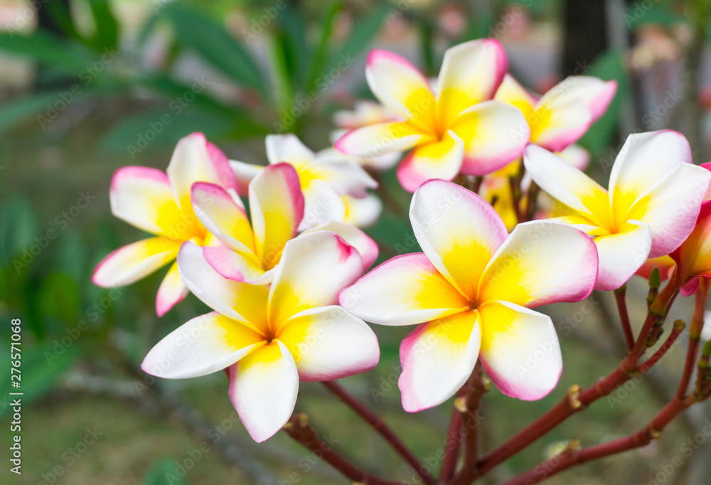 Pink plumeria and white plumeria flowers bouquet has yellow pollen with green leaf blooming on plant,frangipani tropical flower,temple tree,decorate home or spa or garden