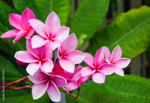 Pink plumeria and white plumeria flowers bouquet with green leaf blooming on plant,frangipani tropical flower,temple tree ,decorate home or spa or garden