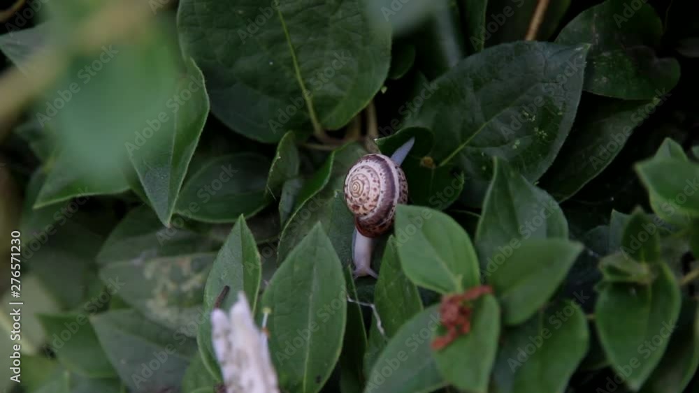 snail crawling down the green leaves snail crawling down the green leaves