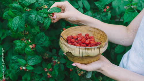 hand pick raspberries in a wooden bowl. green branches of raspberry on background.