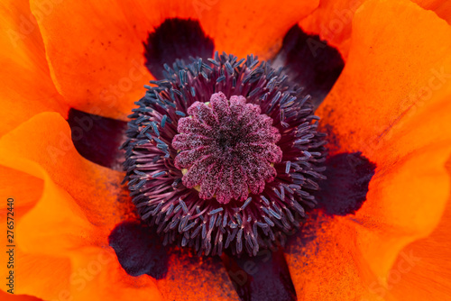 Orange Poppy - detail