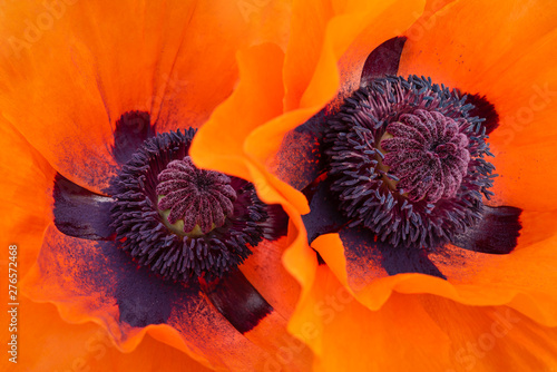 Two Orange Poppies - detail