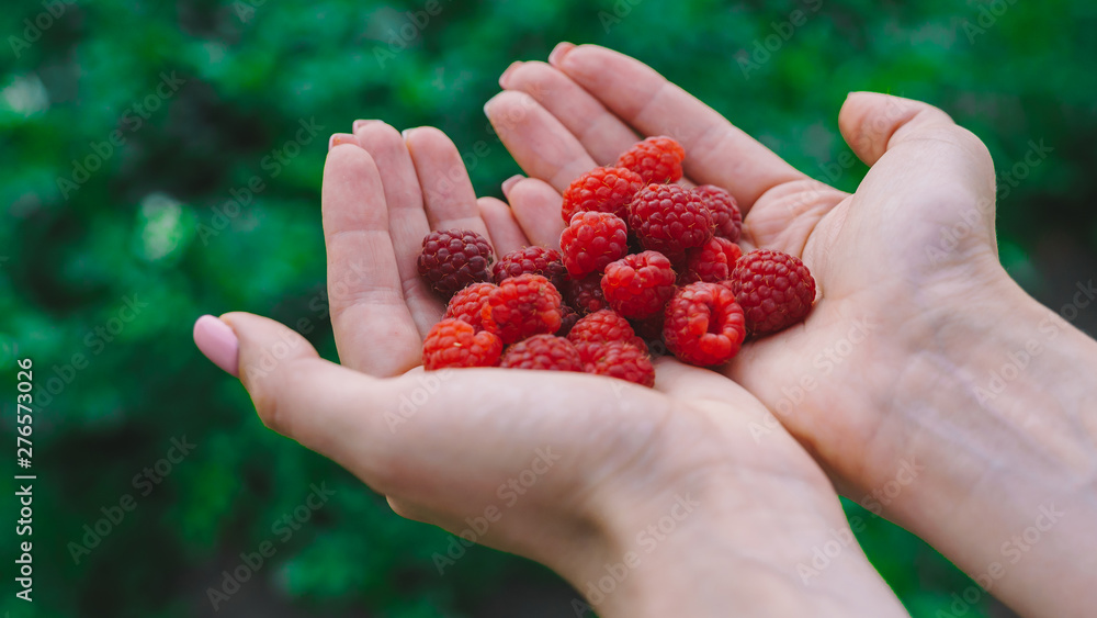 woman holding red raspberries in hands. woman holding red raspberries in hands.