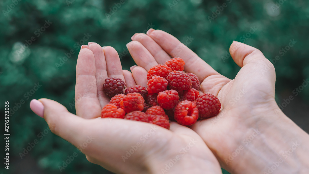 woman holding red raspberries in hands. woman holding red raspberries in hands.