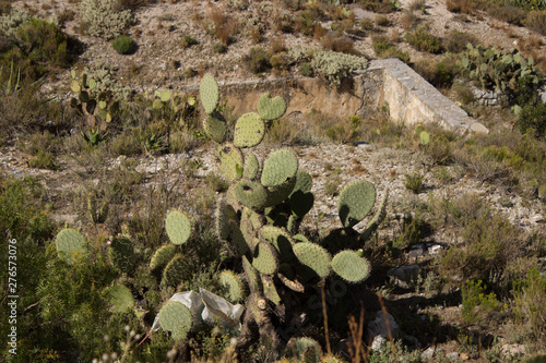Nopales sigue sigue