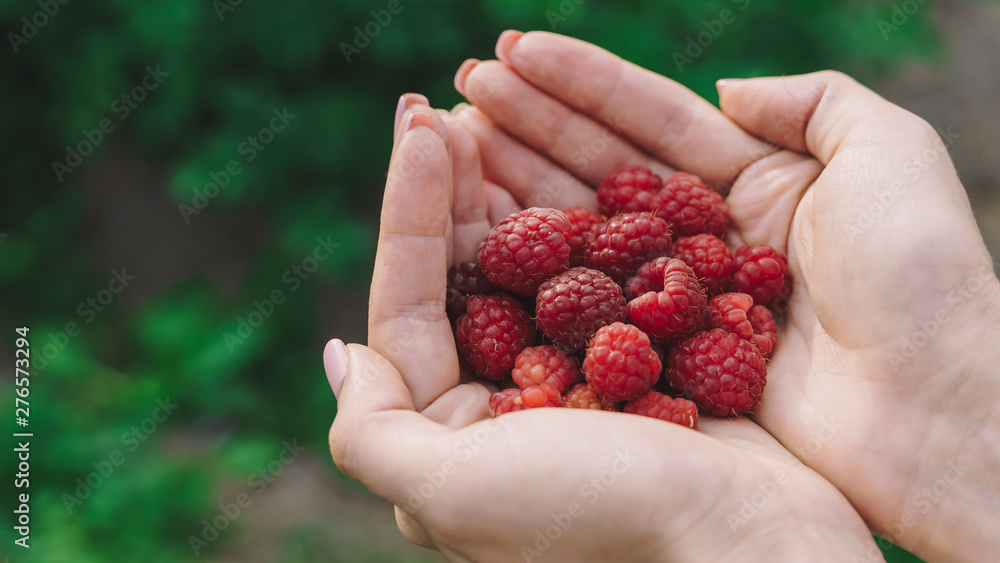 woman hands holding red raspberries. Organic harvest in summer. woman hands holding red raspberries. Organic harvest in summer.