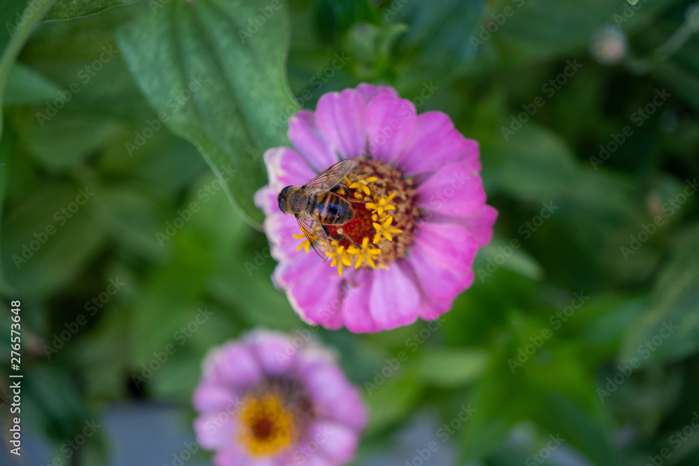 bee on flower bee on flower