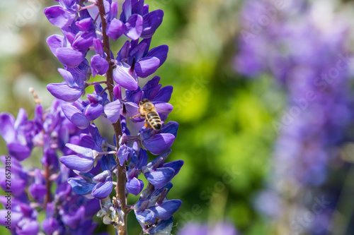 Lupinen mit Bienen auf einer Almwiese