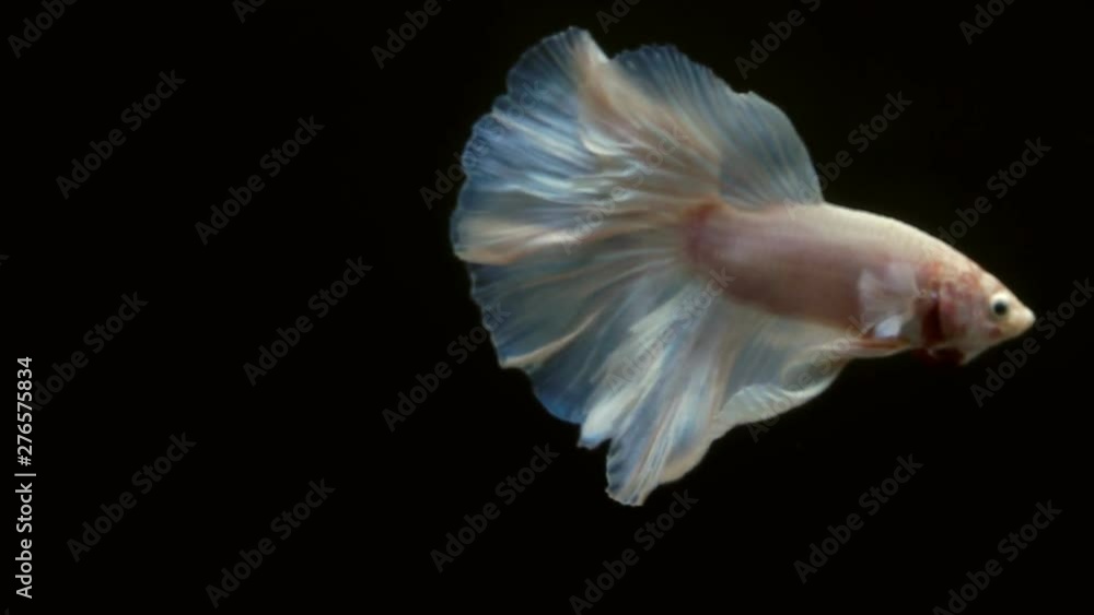 Super slow motion of Siamese fighting fish (Betta splendens), well known name is Plakat Thai, Betta is a species in the gourami family, which is a popular fish in the aquarium trade Super slow motion of Siamese fighting fish (Betta splendens), well known name is Plakat Thai, Betta is a species in the gourami family, which is a popular fish in the aquarium trade