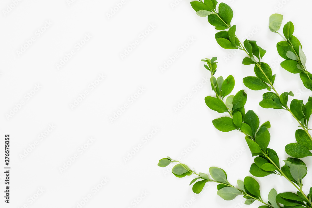 Barberry branch with green leaves on white background. Minimal flat lay style flower composition, top view, copy space. - obrazy, fototapety, plakaty 