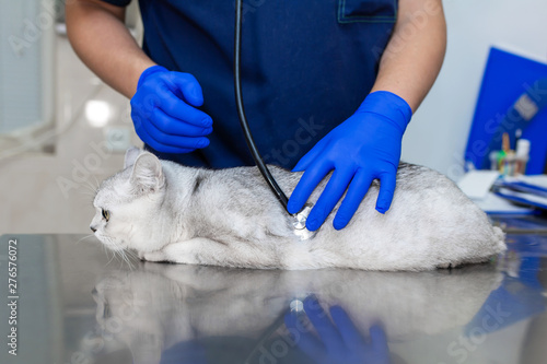 Professional vet doctor examines a white fluffy cat with a stethoscope..A young male veterinarian of Caucasian appearance works in a veterinary clinic..Frightened cat examined by a veterinarian photo