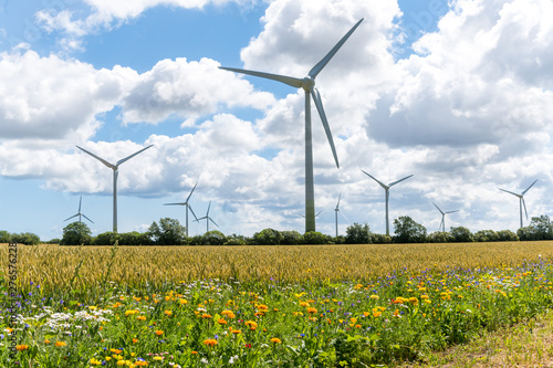 Tableau sur toile Blühende Wiesen, blühendes Feld, blühender Weg, um Insektensterben und Tötung zu verhindern und entgegenzuwirken