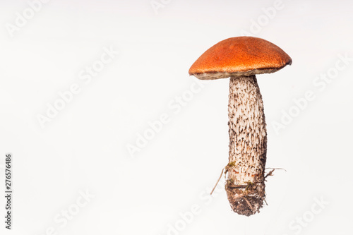 Aspen Bolete - isolated Mushroom