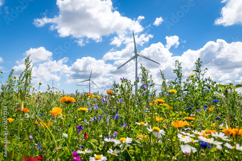Photos Blühende Wiesen, blühendes Feld, blühender Weg, um Insektensterben und Tötung zu verhindern und entgegenzuwirken