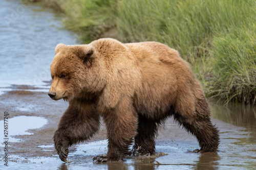 Grizzly bear in alaska