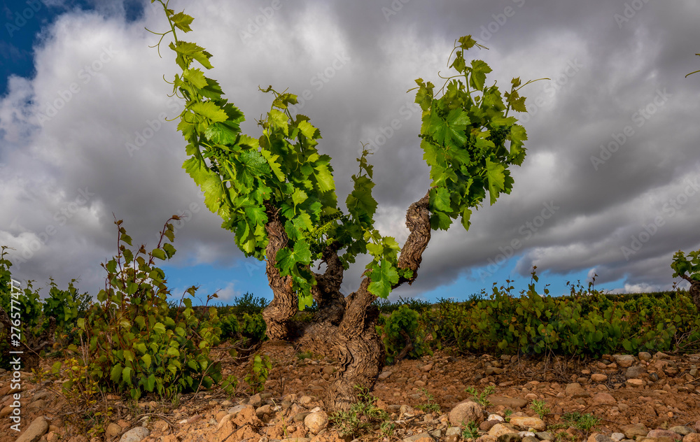 closeup of a grapevine tree in Spain, during a spring day with some stones and a big blue sky with clouds - Image