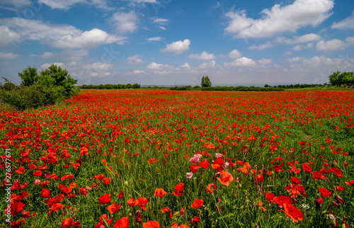 Panoramic view of a red poppies field with a cloudy blue sky during a sunny spring day - Image © JuanFrancisco