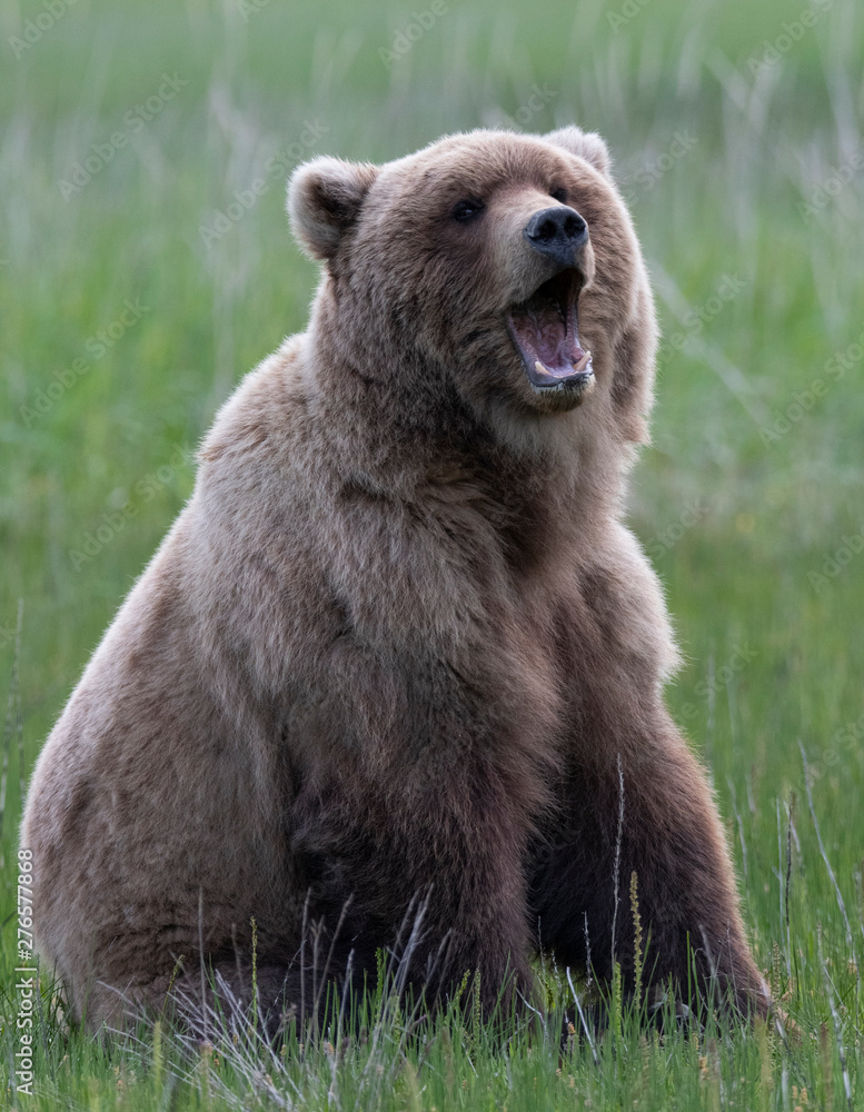 Grizzly bear in alaska