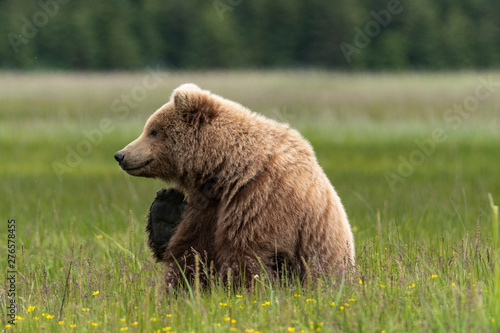 Bear scratching in field