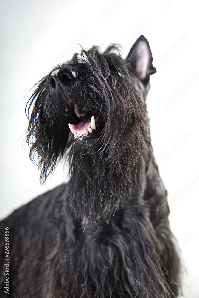 Young scottish terrier on a white background