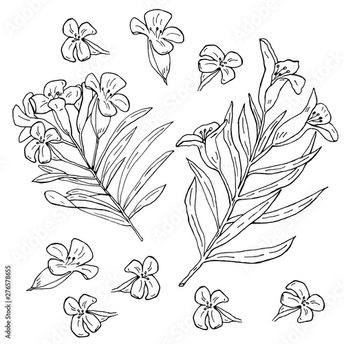 Hand drawn oleander flower with branches and leaves on white background vector illustration