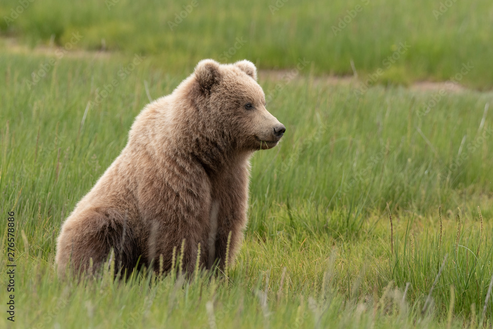 Grizzly bear in alaska