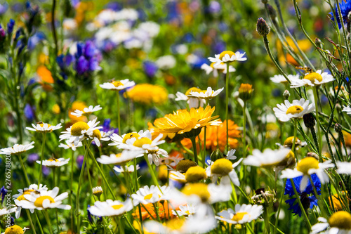 Schilderij op canvas Blühende Wiesen, blühendes Feld, blühender Weg, um Insektensterben und Tötung zu verhindern und entgegenzuwirken