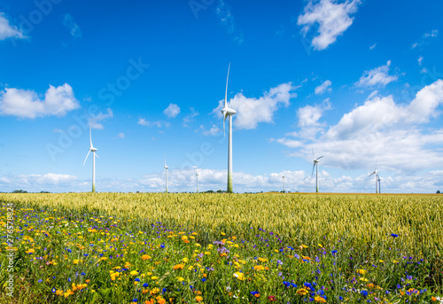 Foto Blühende Wiesen, blühendes Feld, blühender Weg, um Insektensterben und Tötung zu verhindern und entgegenzuwirken