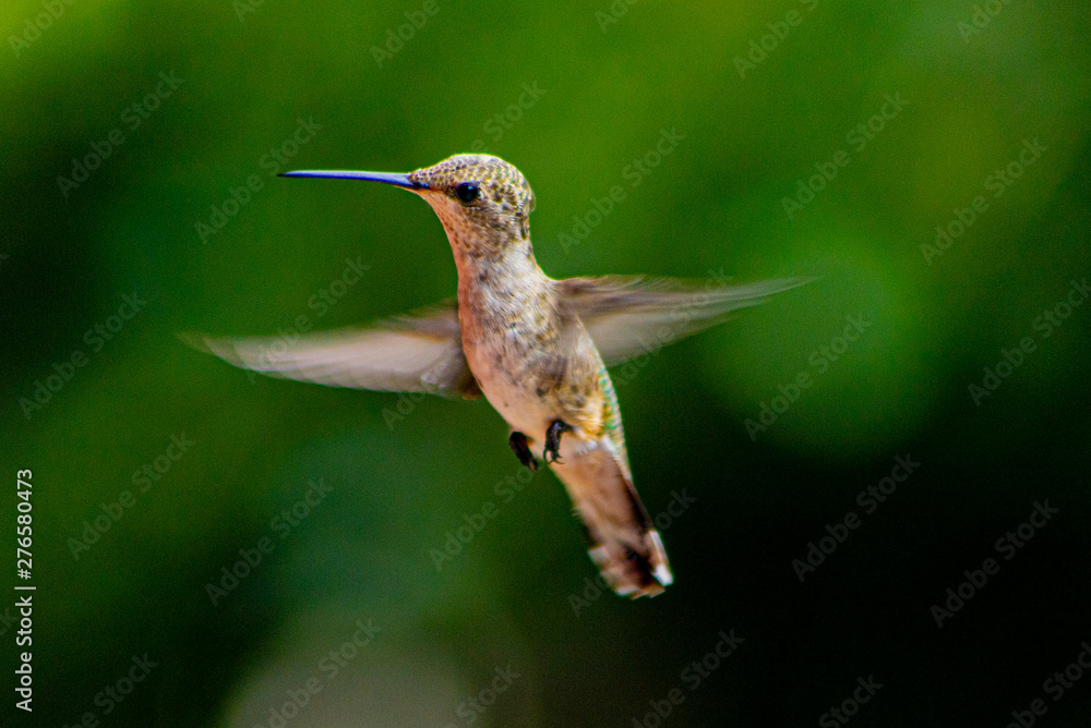 Fototapeta premium Hummingbird