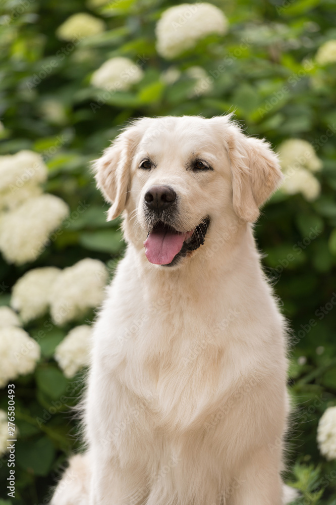 Golden Retriever dog smiling against the background of a hydrangea bush