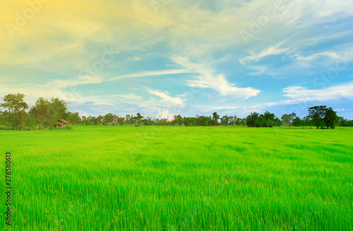 Green rice fields with blue and orange sky, sunset Sky-Image