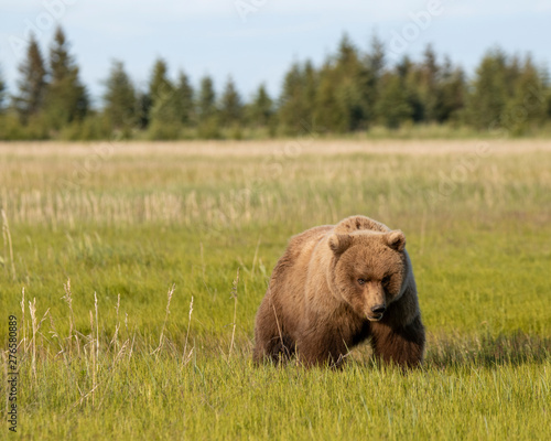 Grizzly bear in grass