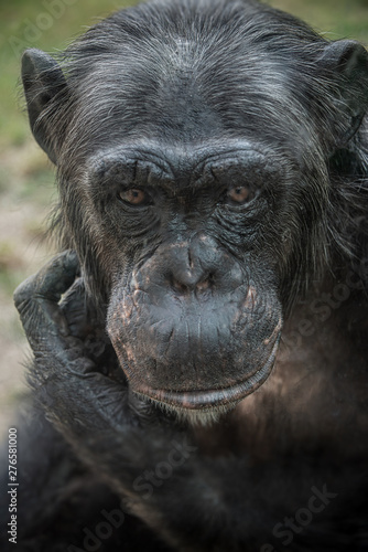 Closeup portrait of curious wondered female adult Chimpanzee