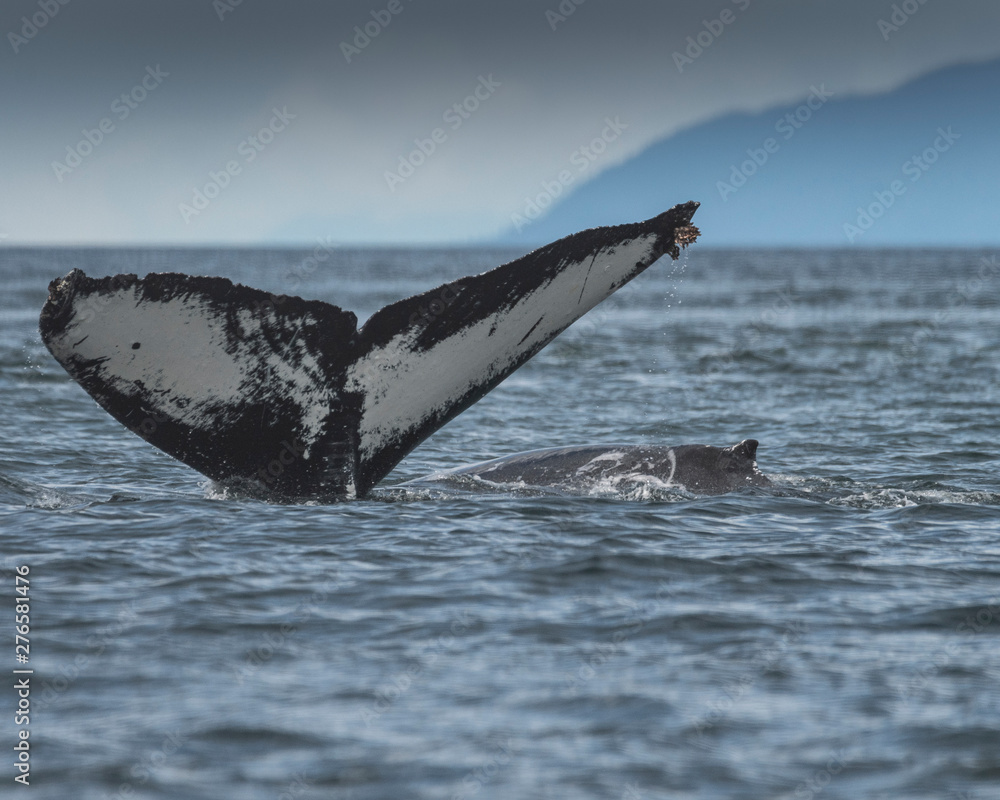 Fototapeta premium Humpback whale
