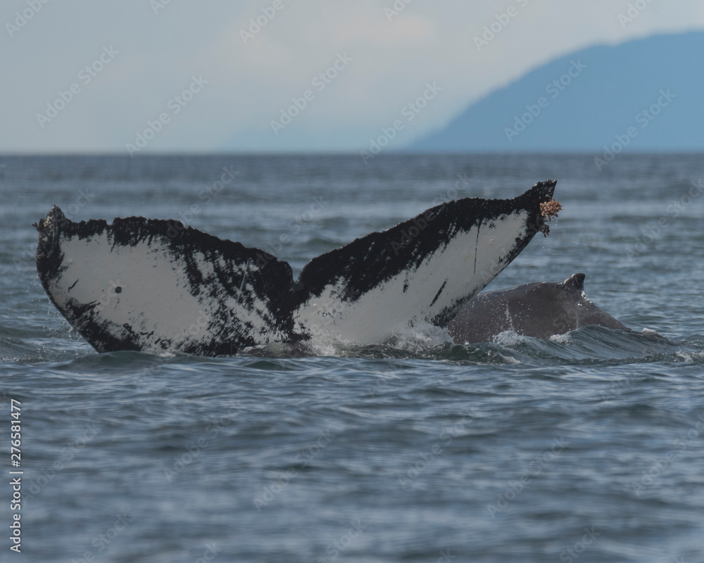 Naklejka premium Humpback whale Alaska
