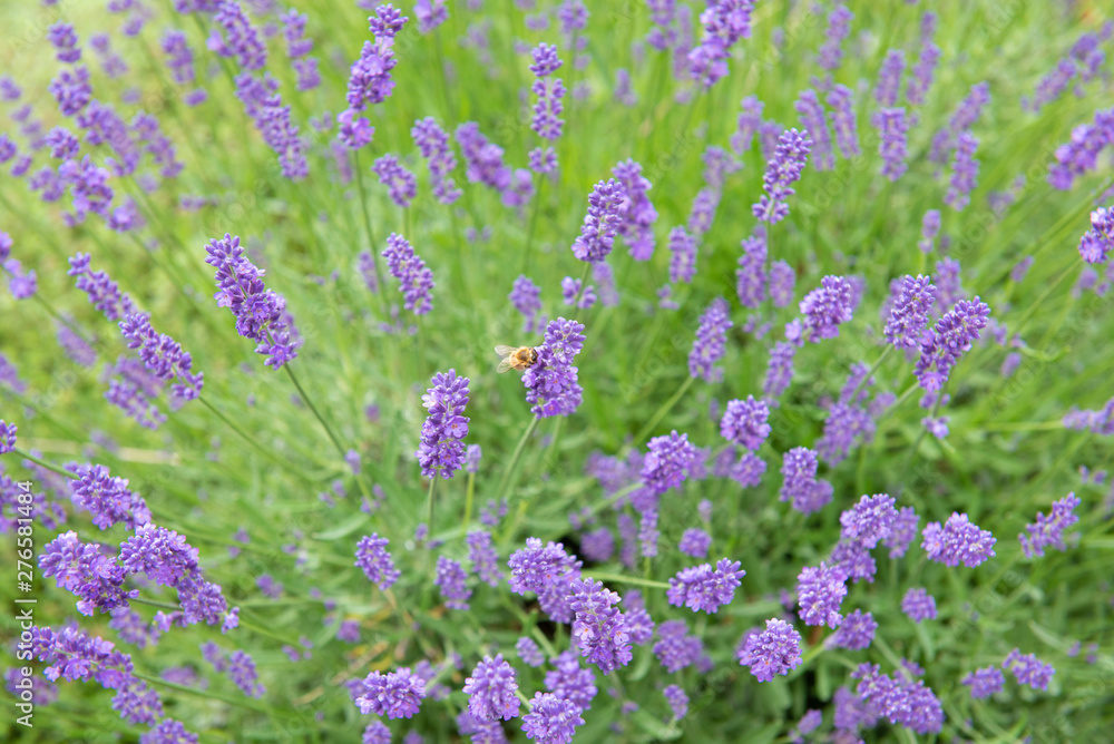Obraz premium Purple lavender bush on green field