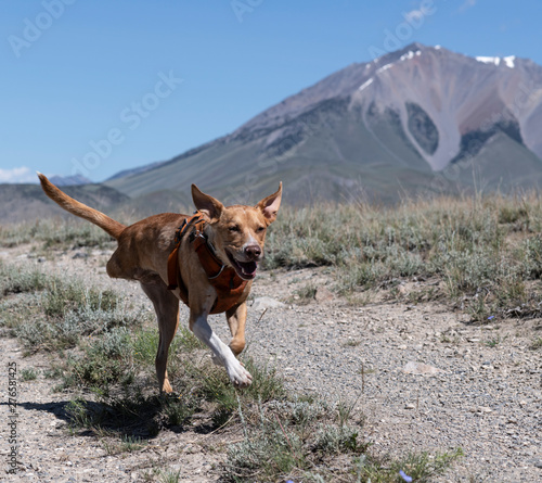 Running tripod dog © Penny Hegyi