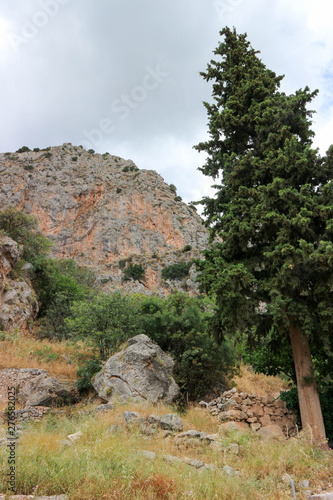 Stones and pines landscape in ancient greek town Delphi