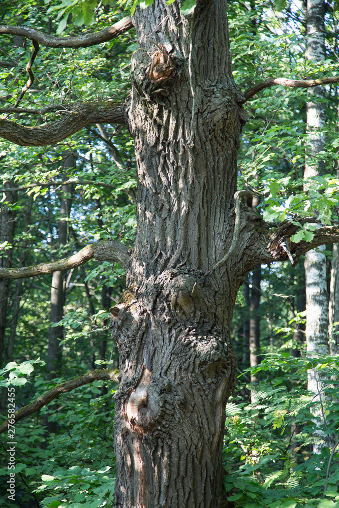 The trunk of the old oak vertically in the forest, Sunny day. Design backgrounds texture. The trunk of the old oak vertically in the forest, Sunny day. Design backgrounds texture.