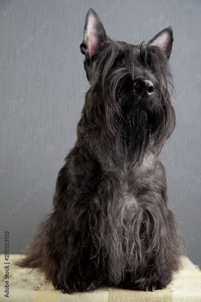 Young scottish terrier on grey background