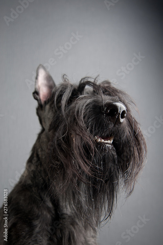 Young scottish terrier on grey background