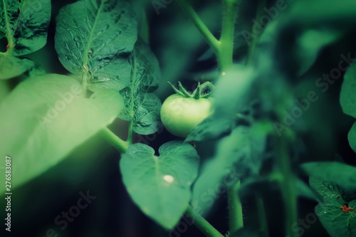 Growing a tomato close up. Green tomato on a branch, macro, agriculture. © Vladimir Kazimirov