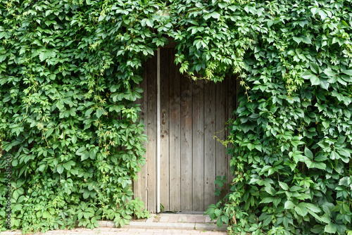 fence overgrown with grapes wooden door in the center
