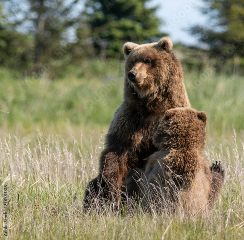 Grizzlies playing in grass