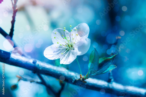 Romantic floral spring glowing pink cherry blossom tree branch background. Blooming cherry tree branches, fresh leaves and gentle blossom flowers in spring time. Easter spring soft focus tree flowers
