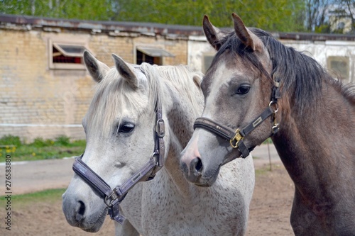 Portrait of two arab mares © Дина Попова