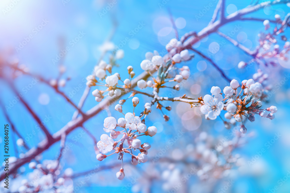 Floral spring easter cherry or sakura blossom tree branch background. Blooming cherry sakura tree branches with blossom flowers over blue sky. Colorful spring flowers background in spring time season