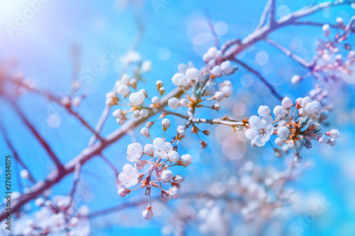 Floral spring easter cherry or sakura blossom tree branch background. Blooming cherry sakura tree branches with blossom flowers over blue sky. Colorful spring flowers background in spring time season