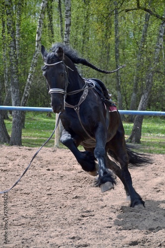 Power and strength of the friesian horse