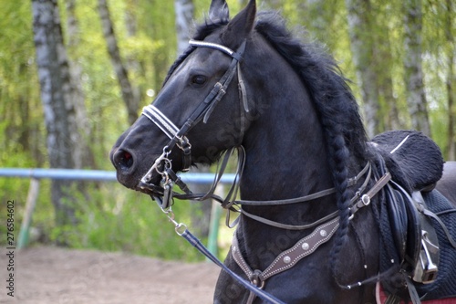 Portrait of frisian horse in harness